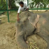 Befreiter Elefant