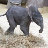 Elefant37