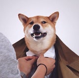 Menswear Dog