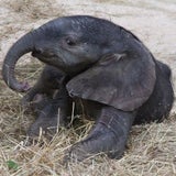 Elefant8