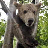 Der zugelaufene Braunbär Lucky