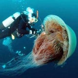 Diese Monster leben im Meer
