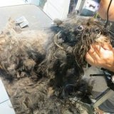 Hund neu