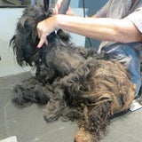 Hund neu