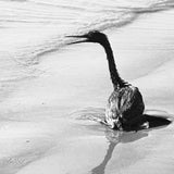 oil bird