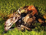 brand_lkw
