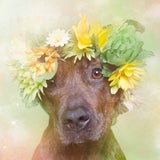 Flower Power