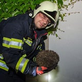 Dieser Igel steckte im Mauerspalt fest