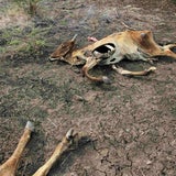 El Nino sorgt für Dürre und Hungersnot