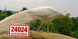 Zoo Schönbrunn: Eisbär verschlang Pfau