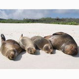galapagos_sxc
