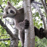 Der zugelaufene Braunbär Lucky