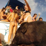 Surfing Pig