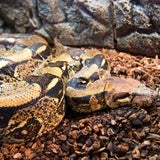Riesen-Python im Mühlviertel gefunden