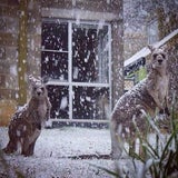 Schneefall in Australien