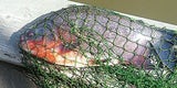 Killer-Fisch aus der March ist "Hodenbeißer"
