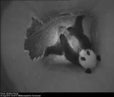 Erstes Farbfoto des neuen Panda-Babys