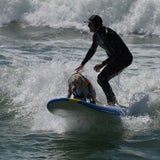 Kalifornien: Hier surfen Hunde