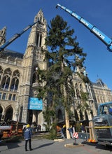Weihnachtsbaum Rathausplatz