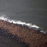 35.000 Walrosse vor Alaska am Strand