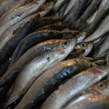 Sardinen