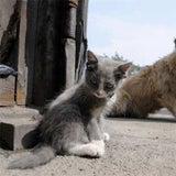 luntik_02_reuters