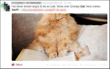 garfi