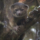 Die 10 skurrilsten neu entdeckten Tiere