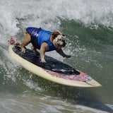 Kalifornien: Hier surfen Hunde