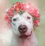 Flower Power