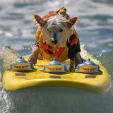 Kalifornien: Hier surfen Hunde