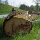 Mädchen von Baumstamm überrollt