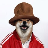 Menswear Dog