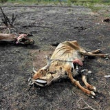 El Nino sorgt für Dürre und Hungersnot