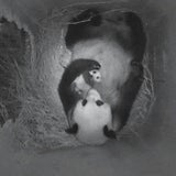 Erstes Farbfoto des neuen Panda-Babys