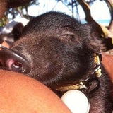 Surfing Pig