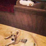 Kaley Cuocos Hunde Ruby & Norman