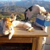 cats