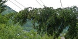 Orkan-Tief: Blackouts und Schäden im Süden