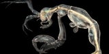 Die 10 skurrilsten neu entdeckten Tiere
