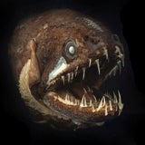Diese Monster leben im Meer