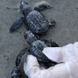 oil tortoise