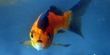Adolf Hitler Fisch