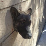 USA: Mauerloch wird Hund zum Verhängnis