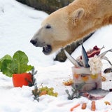Happy birthday, Knut!