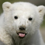 So süß war Knut