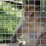 Zoo in der Steiermark: Affe beißt Kind