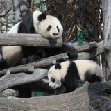Fu Hu traut sich ins Freie