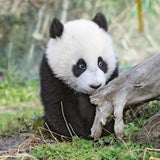 Fu Hu traut sich ins Freie
