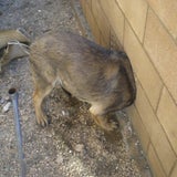 USA: Mauerloch wird Hund zum Verhängnis